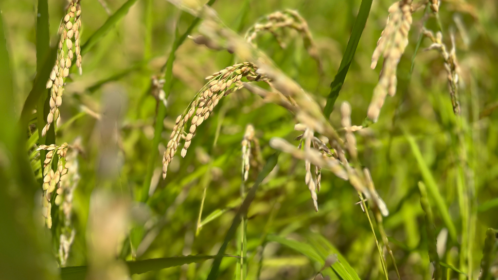 麹菌のチカラで変わるお米の魅力｜発酵の美学